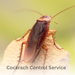 Cockroach Control Service